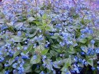 Брунера серебристая рассада