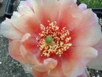 Opuncja Phaeacantha var Camanchica Salmonea