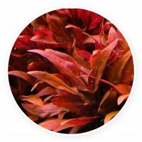 Alternanthera splendida-рассада из культуры PG