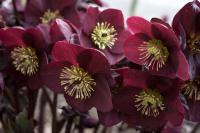 Ciemiernik HGC ICE N' ROSES MERLOT Helleborus DONICZKA 1L