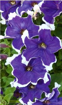 Sadzonka rozsada Petunii Petunia ogrodowa - Iluzja Niebieska P9