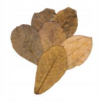 Листья кетапанга м 10шт морской миндалины