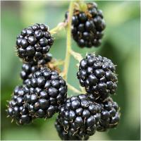 Jeżyna bezkolcowa BLACK SATIN słodka POPULARNA słodka sadzonka DONICZKA P9