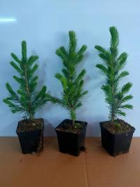 Ель Серебряная P7 Кайбаб для сада елки