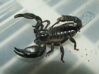 Heterometrus silenus L2/3 (SpidersForge)