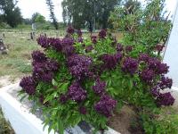 СВЯТОЙ КРАСНЫЙ БАЗИЛИК-OCIMUM TENUIFLORUM