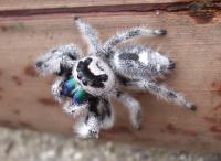 Phidippus regius набор из 4 скакунов L3-4
