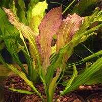 Echinodorus Pyton - RA koszyk XXL