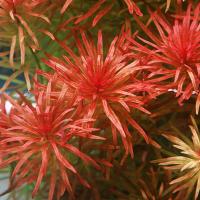 Ludwigia inclinata - RA koszyk duży XXL