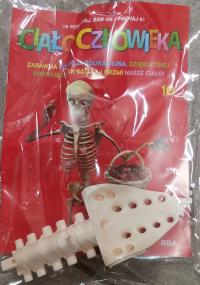 Ciało Człowieka 10 / 2025