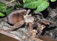 Psalmopoeus reduncus (SpidersForge)