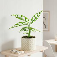 Monstera obliqua PERU-самый дырявый уникальный сорт DØ6cm