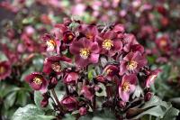 Ciemiernik HGC Ice N Roses Amarela Kwiaty zimy DONICZKA 1L