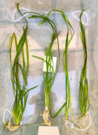 Nurzaniec śrubowy Na drugi plan własna uprawa