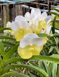 Storczyk Vanda Renu Gold, Orchid, Orchidea (34 Pr)