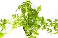 INVITAL Ceratopteris thalicroides koszyk Ø 5,5cm