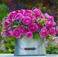 'Fraulein Maria' ADR - Róża rabatowa PACHNĄCA PARFUMA KORDES GOŁY KORZEŃ