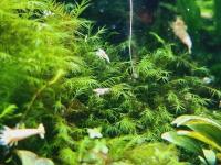 BCM Fissidens Fox 10 gałązek