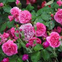 RÓŻA RABATOWA BARONESSE RÓŻOWA SADZONKI RÓŻ PEŁNOKWIATOWA ROMANTYCZNA