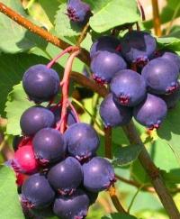 świdośliwa siewka prince wiliam duże owoce sadzonki w doniczkach już owocow