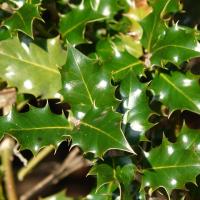 Ostrokrzew Meservy BLUE PRINCE męski, zimozielony idealny na żywopłot 1L