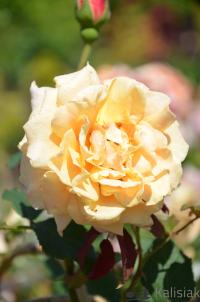 Rosa 'Caramella' Róża parkowa 20-30 cm 5L