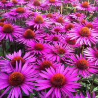 Эхинацея пурпурная (Echinacea Purpurea) медоносная семена 50 шт.