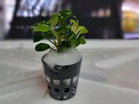 Anubias sp. nana petite koszyk z uprawy podwodnej