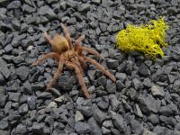 PAJĄK PTASZNIK NEOHOLOTHELE INCEI GOLD L1/2 