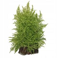 Mech Taxiphyllum - Taiwan moss (in-vitro) puszka 7cm TROPICA 12GROW