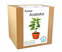 Zestaw do Uprawy KAWA ARABICA drzewo kawowe XXL