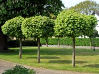 Клен обыкновенный GLOBOSUM 180 см шаровидный в горшке