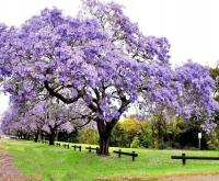 Paulownia tomentosa Императорское дерево счастья P9