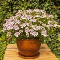 Платье вечнозеленое 'Pink Ice' 3L cudo