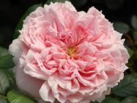 Róże Schöne Maid (specjalne opakowanie)