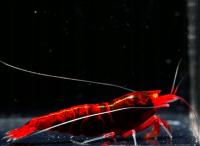 Krewetki Red Devil OE