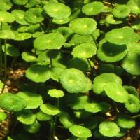 Hydrocotyle verticillata (in-vitro) - in-vitro Aqua Art