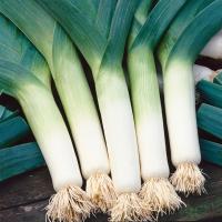 Por Tango - późny, odporny na mróz, idealny do jesiennego zbioru - nasiona