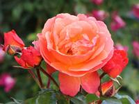 Róża rabatowa Morning Sun pomarańczowa C3