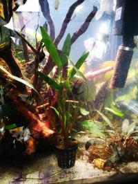 Cryptocoryne SP. LUCENS zwartka корзина завод