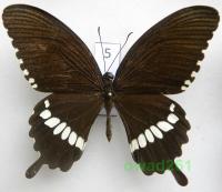 Papilio polytes Linnaeus, 1758 Malezja 74mm5