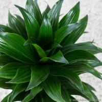 Драцена компактная (Dracaena fragrans) комнатное растение большой саженец P12-M