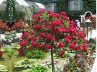 Róża pienna Czerwona Zwisająca 1-851