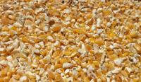 Kukurydza walcowana dla kur 5kg