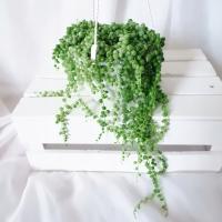 SENECIO ROWLEYANUS MARBLE VARIEGATA STARZEC ROWLEYA XXL don. wisząca Ø15cm