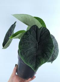 Alokazja Alocasia Melo 30 cm