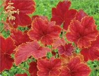 ŻURAWKA DELTA PIĘKNY KRZEW CUDO .