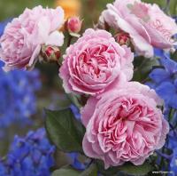 Rosengrafin Marie Henriette ADR - Róża rabatowa PARFUMA KORDES GOŁY KORZEŃ