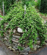 TAWULEC POGIĘTY CRISPA EFEKTOWNY KWITNĄCY KRZED DO ZADARNIANIA