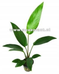 Anubias hastifolia [корзина]
